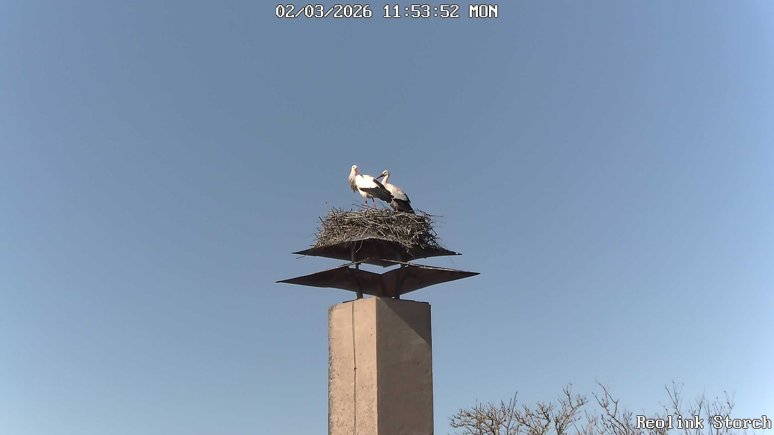 Storchencam Bild